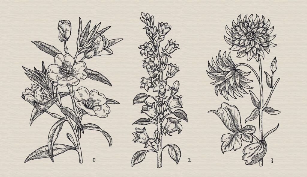 Hand-Drawn Botanical Sketches