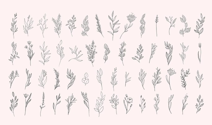 Minimalist Botanical Illustrations